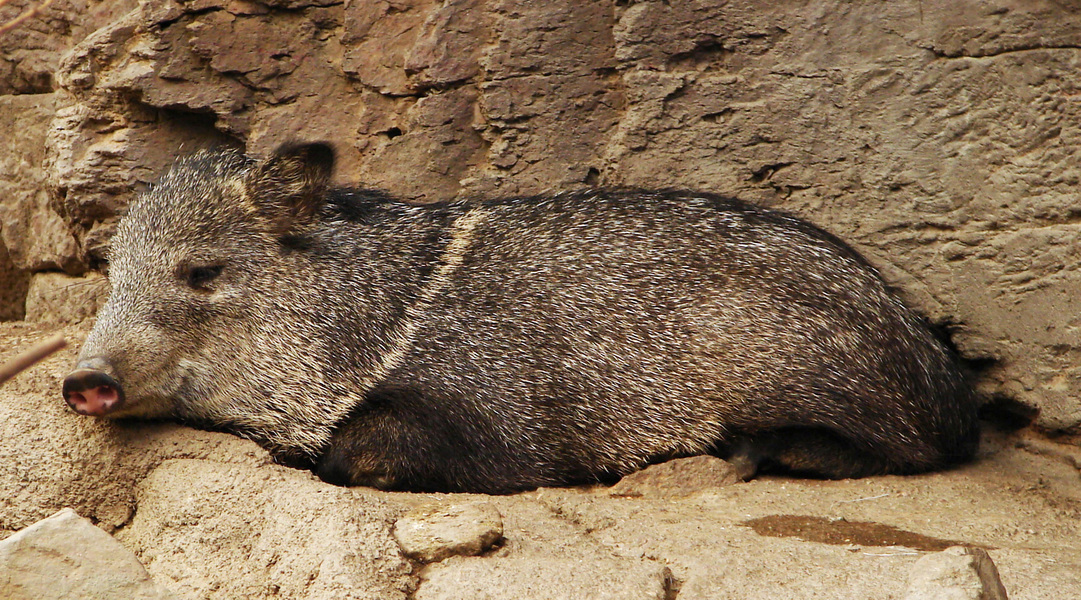 Cetartiodactyla