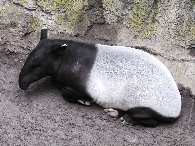 Tapirus indicus