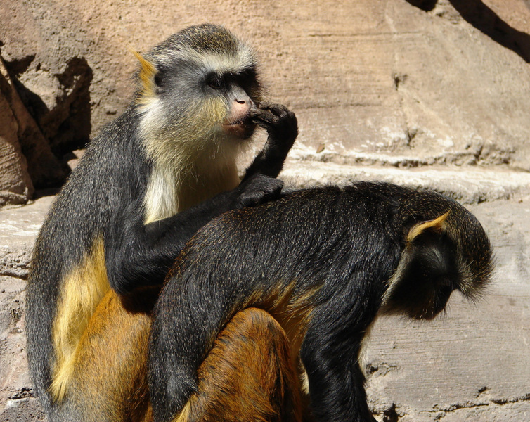 Cercopithecus