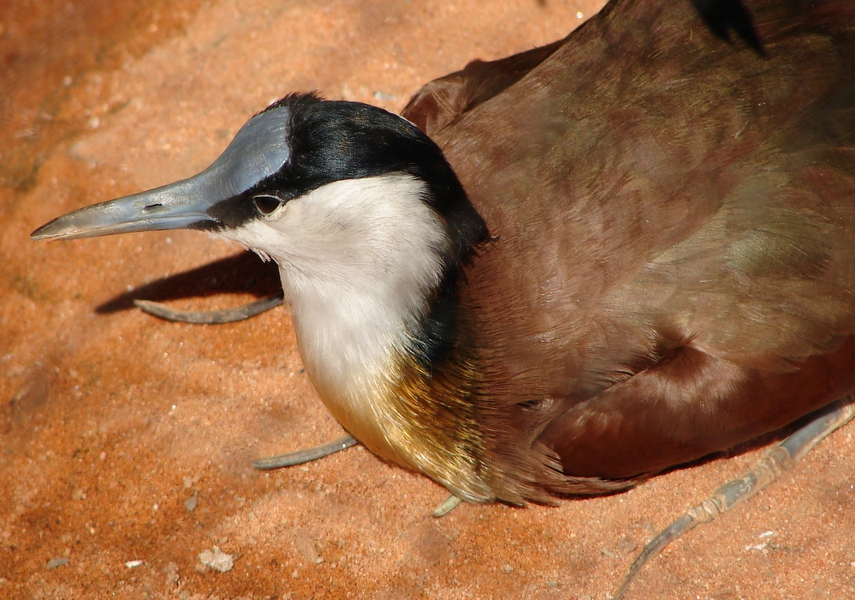 Actophilornis africanus