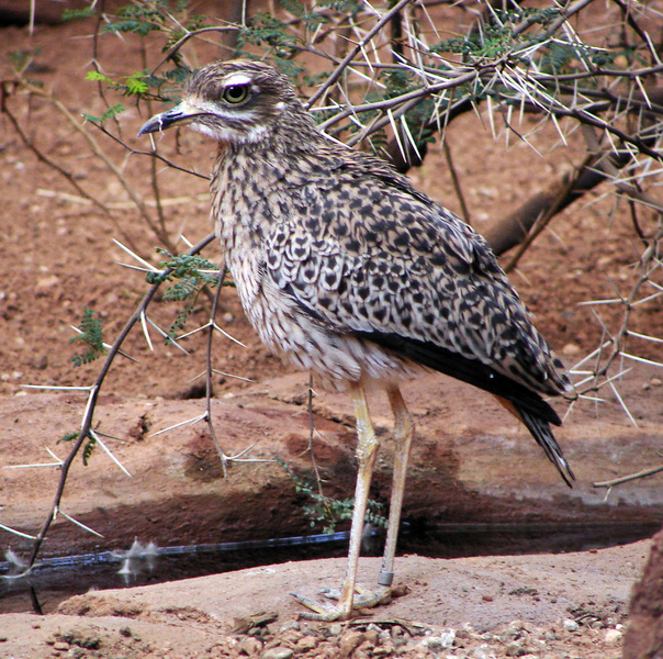 Charadriiformes