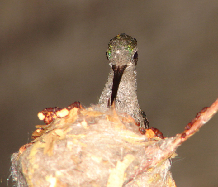 Trochilidae