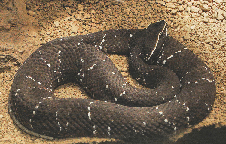 Photo of Agkistrodon taylori