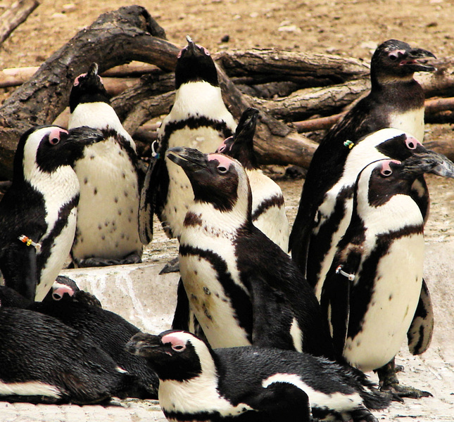 136africanpenguins