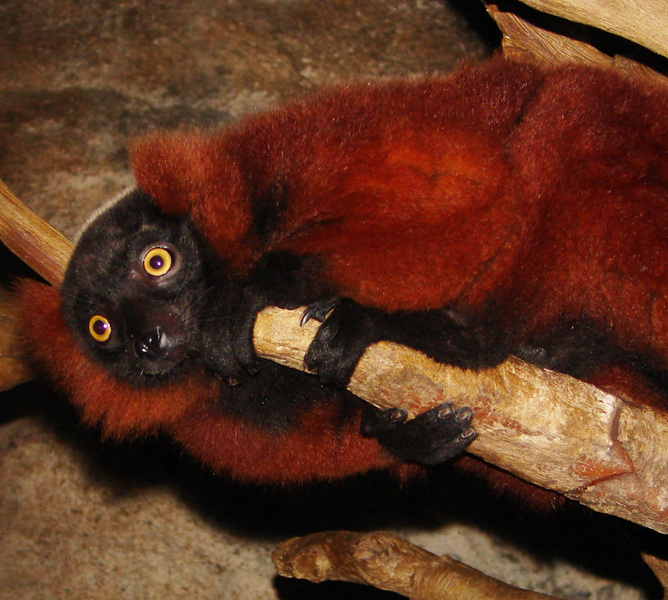 151redruffedlemur