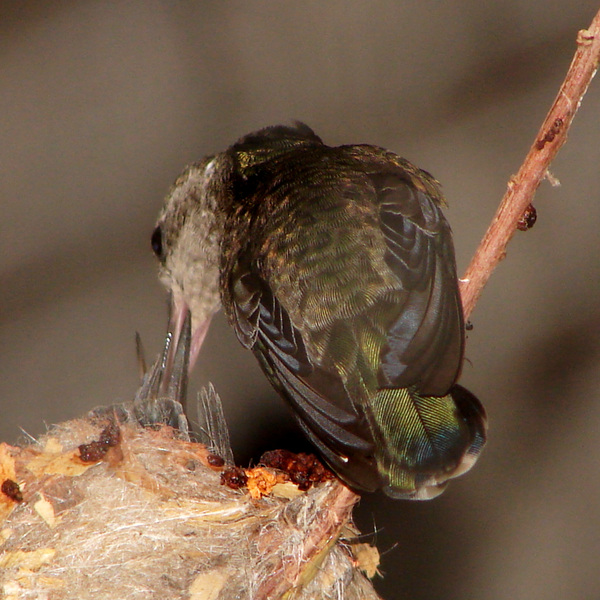 Trochilidae