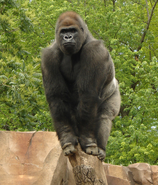 161gorilla