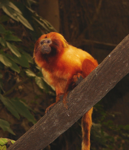 ADW Cebidae INFORMATION