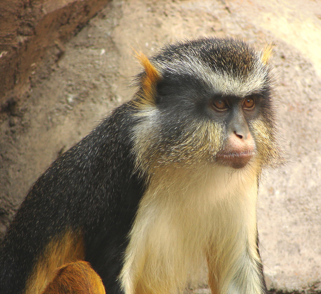 Cercopithecus