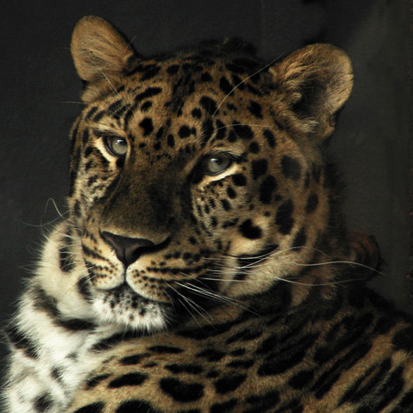 Panthera pardus