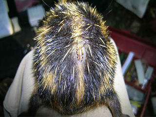 Figure 4. Espinhas especializadas em tenrec.