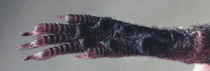 Eumetazoa