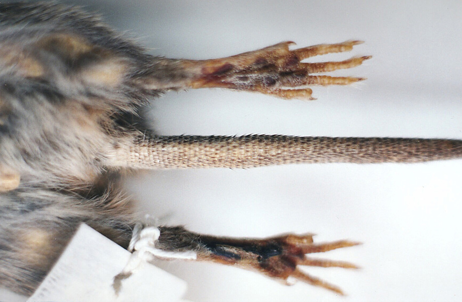 Synapsida