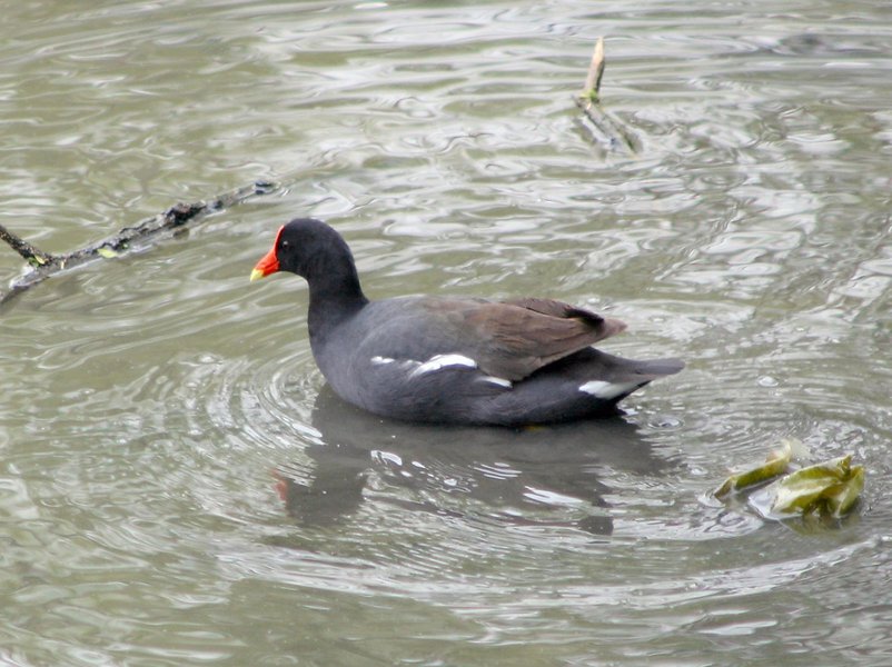 Gallinula chloropus