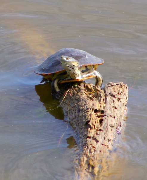 Chelidae