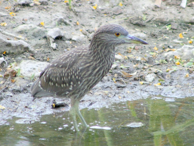 Nycticorax nycticorax