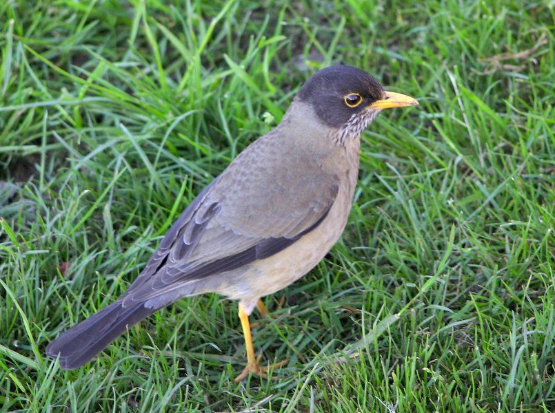 Turdus