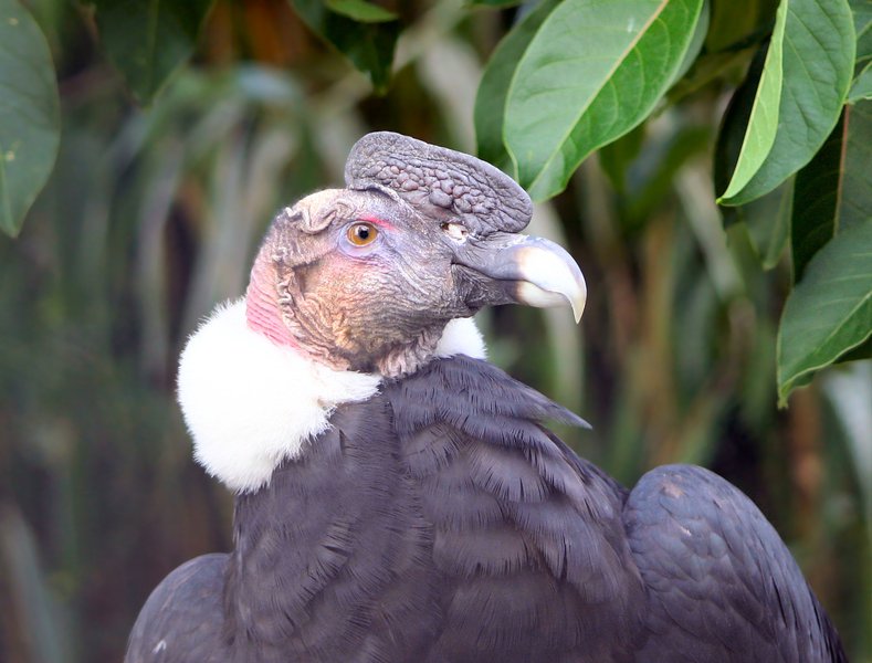 Vulturgryphus