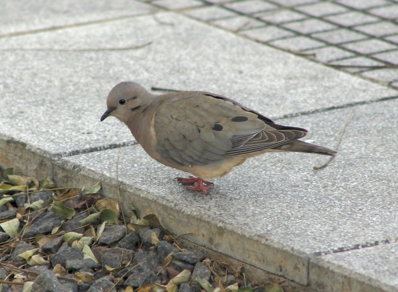 Zenaida auriculata