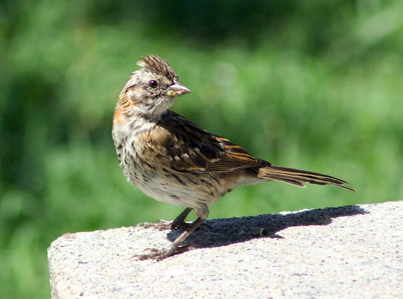 Zonotrichia capensis