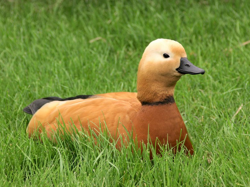 Anseriformes