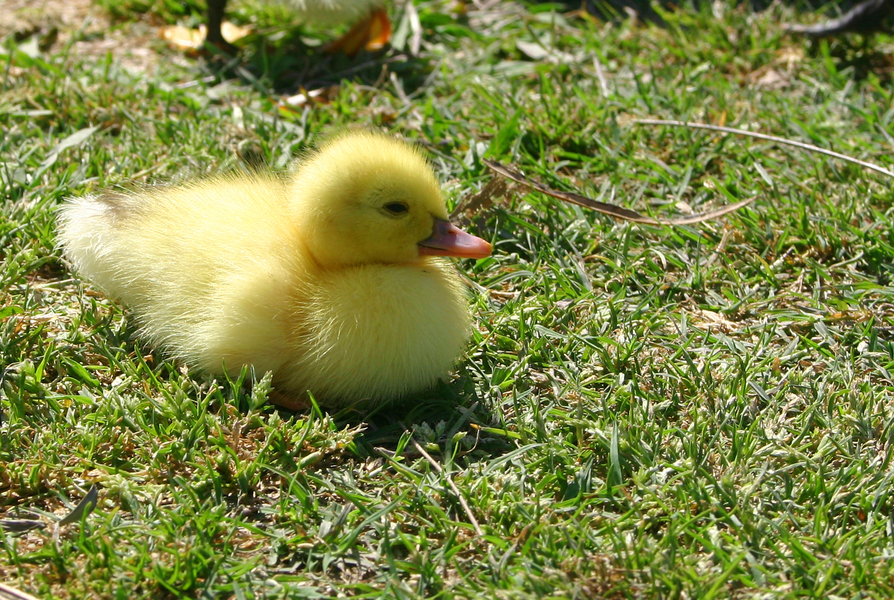 duckling