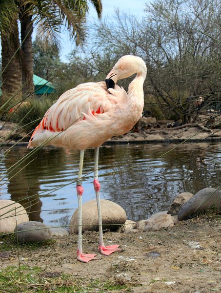 Phoenicopterus