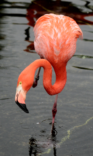 Phoenicopterus ruber