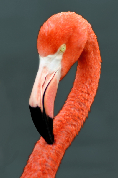 flamingoportrait