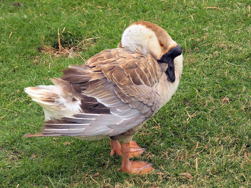 goose_dom