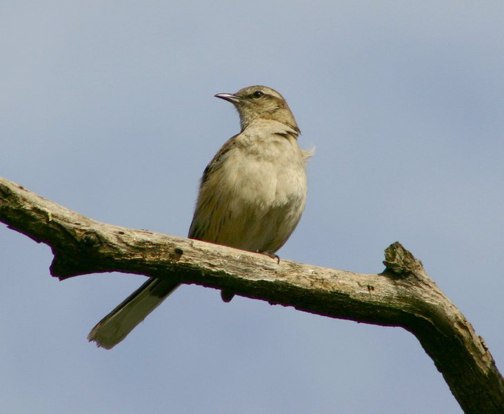 Deuterostomia