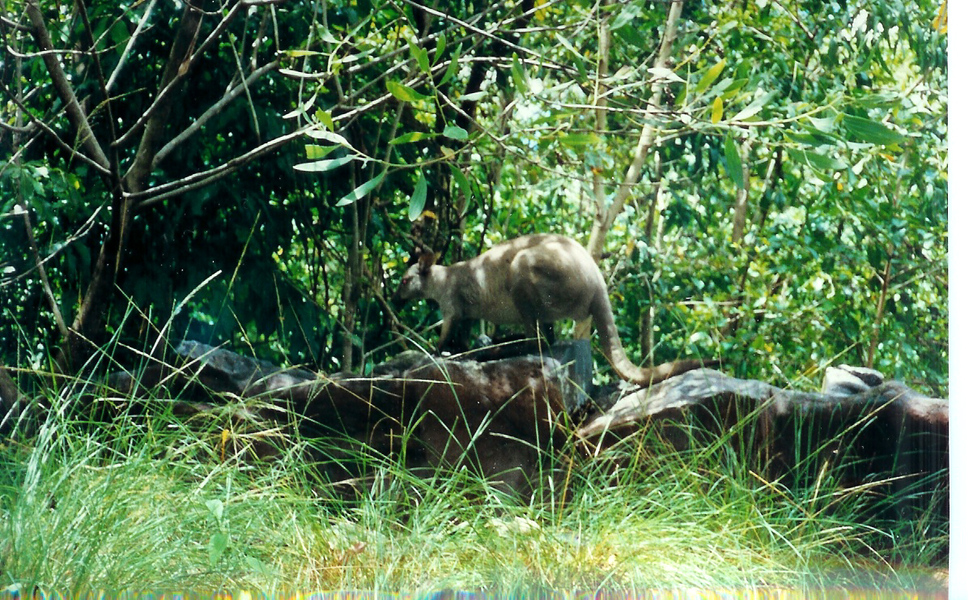 Diprotodontia