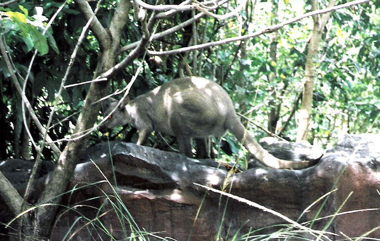 Photo of Macropus bernardus