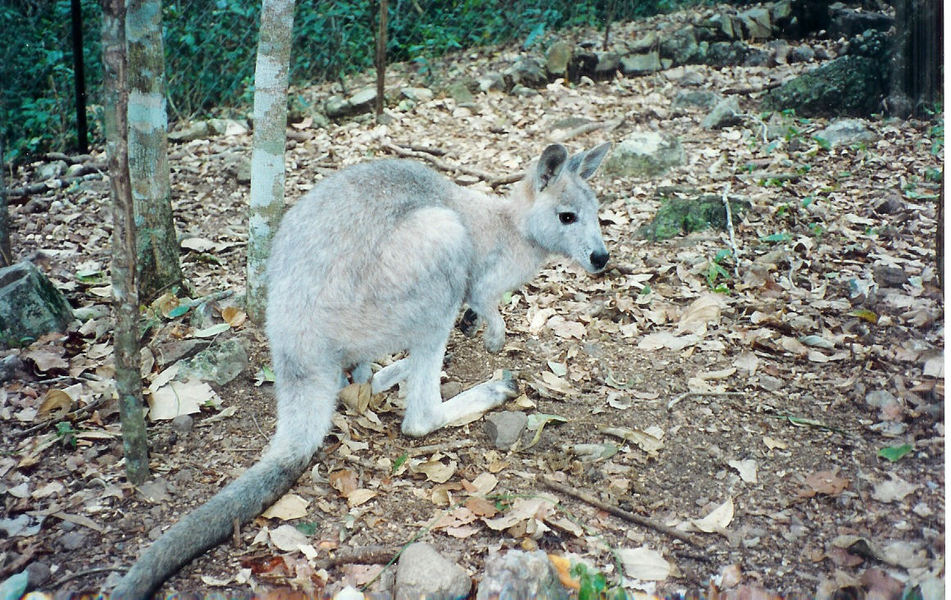 Macropus robustus