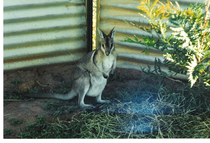 Macropodidae