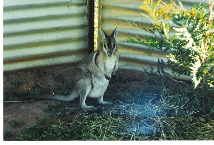 ADW Onychogalea fraenata INFORMATION