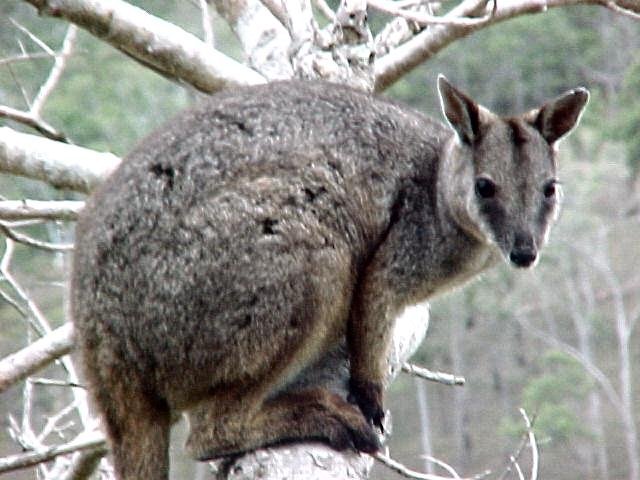 Diprotodontia