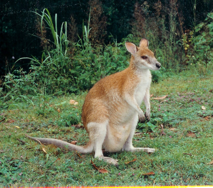 Wallaby Pocock unimpressed with TAB odds