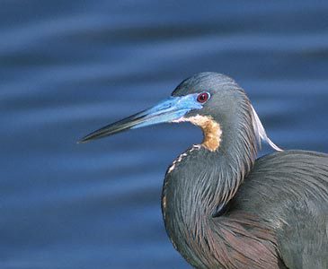 Egretta tricolor