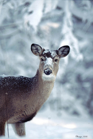 Odocoileus virginianus