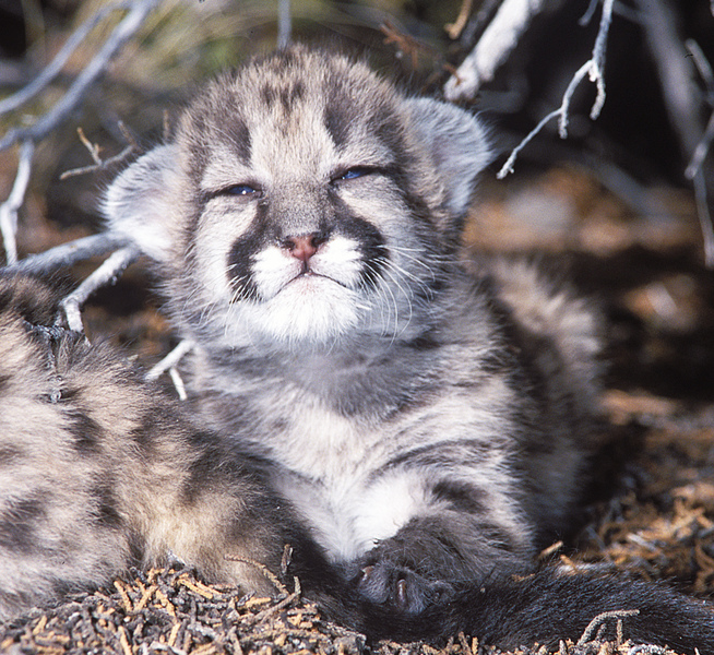 Puma concolor