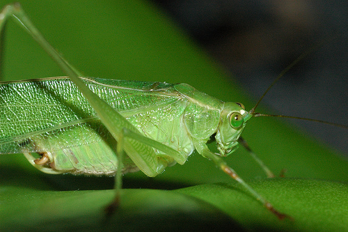 Tettigoniidae