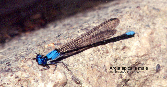 Coenagrionoidea