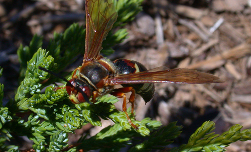 Sphecius speciosus