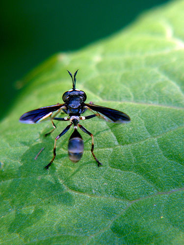 conopidfly