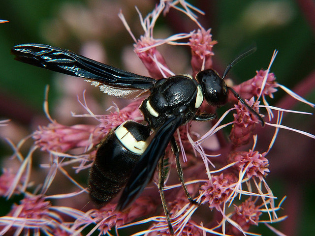 Eumenidae