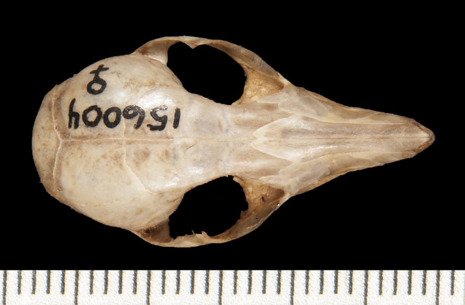 Gracilinanus_aceramarcae156004dorsal001