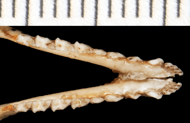 Gracilinanus_aceramarcae156004ltr004