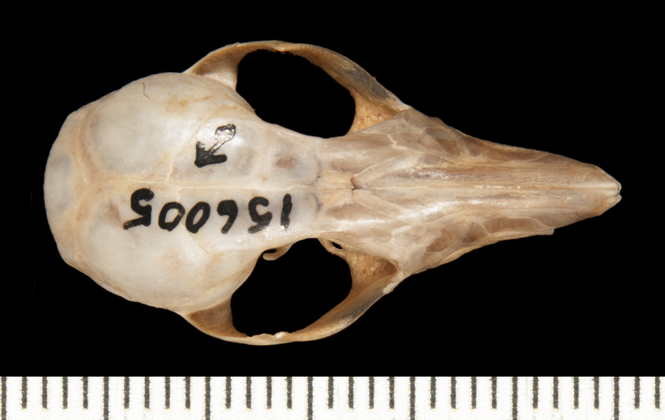 Gracilinanus_aceramarcae156005dorsal001