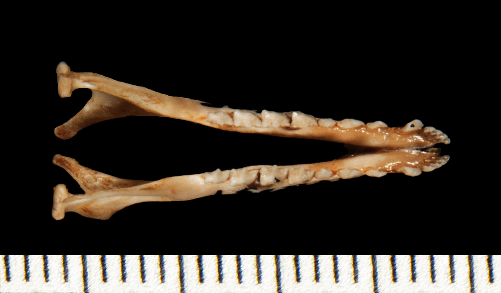 Gracilinanus_aceramarcae156005lower_dorsal004